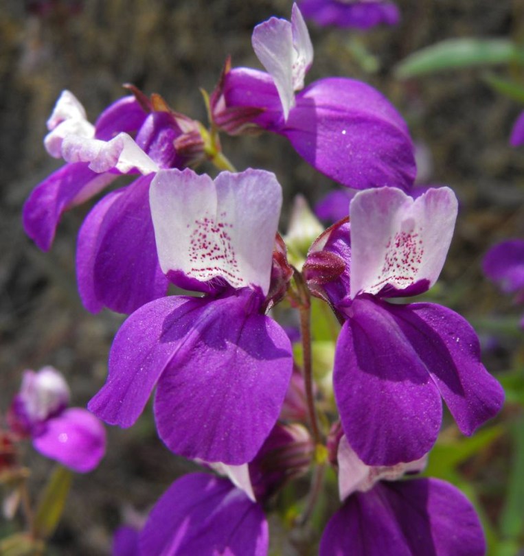 Lila collinsia - Kínai bársonyvirág, Collinsia heterophylla, virág